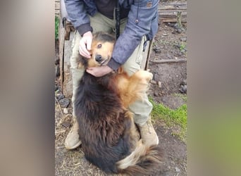 Sanfter Hundejunge Mishka in 72813 St. Johann sucht liebevolles Zuhause