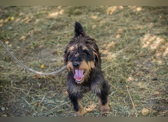 Eliot: Sucht ein Zuhause