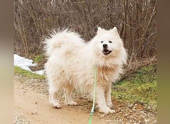 ❤️ wunderschöner Samojede LEO - 3 Jahre, 55cm/25kg
