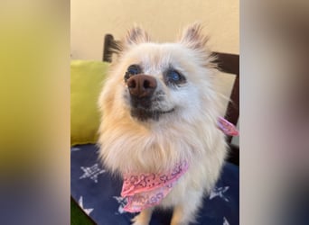 Nara SR – kleine Spitz-Prinzessin sucht endlich ihr Glück