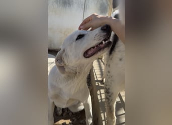 Wayne: er wäre gerne ein Familienhund