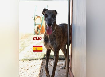 Clio,geb.06/19,freundliche Galgo-Hündin sucht ihre Familie