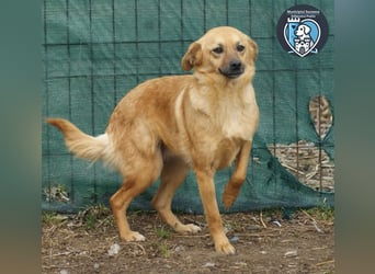 Estelle sucht ein Zuhause
