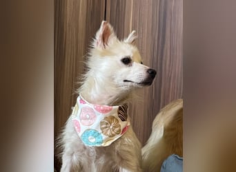 Tiffy SR - Kleiner Sonnenschein sucht seine Menschen!