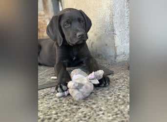 8 Labrador Retriever Rhodesian Ridgeback Welpen in Sonderfarbe seal