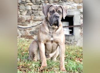 Echte reinrassige, formentino Cane Corso Welpen 