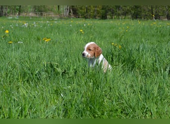 Herzensbrecher - Irish Red and White Setter