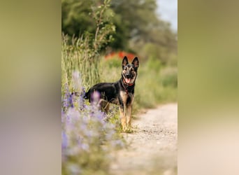 Lebensfrohe Ajka sucht ihre Menschen