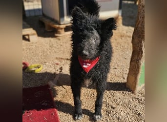 Schäferhund-Mix Leo sucht seine Familie ❤️