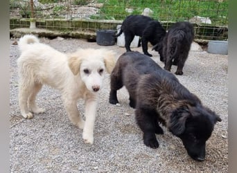 LENZI❤️unser kroat. Schäferhund-Mix-Rüde ist ein wahrer Sonnenschein!