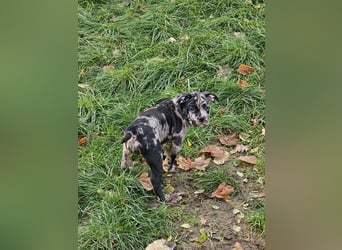 Old englisch Bulldogge welpen