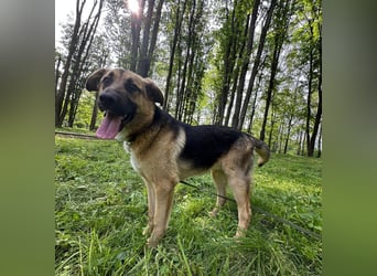 Joy - ein sanfter Hunderiese sucht sein Zuhause
