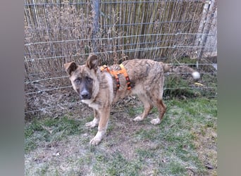 Janne in Buchholz, Westerwald