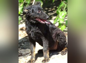 LARA Hundebaby in Lebensgefahr