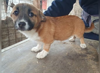 ♥LUI♥ neu auf Pflegestelle bei Duisburg - herzallerliebster, knuffiger Welpe 24 cm (bleibt kleiner)