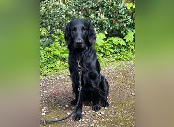 C - Wurf Flat Coated Retriever 2025