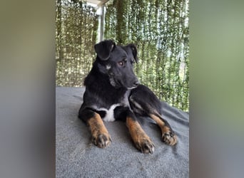 Cody - lebhafter, freundlicher, aktiver, verspielter junger Rüde / z.Zt. noch in Rumänien