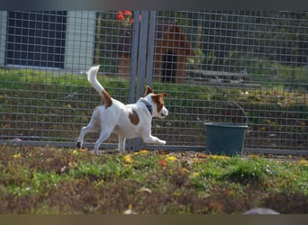 Aktiver Benö sucht sein Körbchen