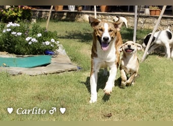 Carlito, Marla, Scippy und Kea auf der Suche nach ihrer Familie
