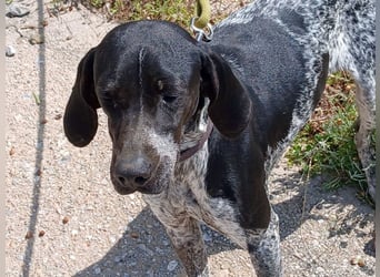 Carina sucht ein Zuhause