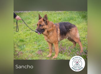 Sancho: Sucht ein erfahrenes Zuhause