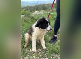 Morrisson sucht sein großes Glück