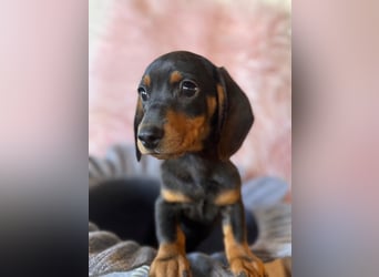 Zwergdackel, amerikanische Zwergdackel, Dackel Welpen , Tiger Dackel suchen tolle Familien