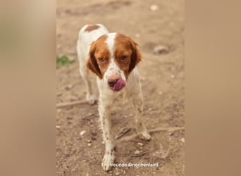 Nacho ist auf der Suche nach einem tollen Zuhause!