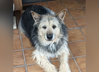 ROCKY-liebevoller, sanfter Riese in einem sehr guten Zuhause aufgewachsen