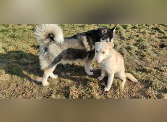 Hilde - wartet in der Eifel