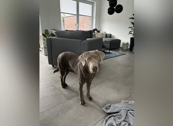 Wunderschöner silberner Labrador - 1.5 Jahre alt 