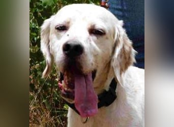 Marcel,  Setter-Mix, lieb und sozial