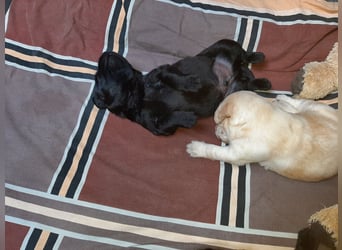 Labradorpuppies mit Papieren suchen ab Mitte Juli ein neues Zuhause