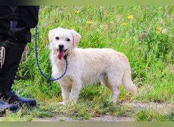 Babette, Mix Podengo / Terrier, lieb und verträglich