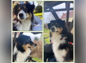 Süsse Australian Shepherd Welpen suchen neues Zuhause