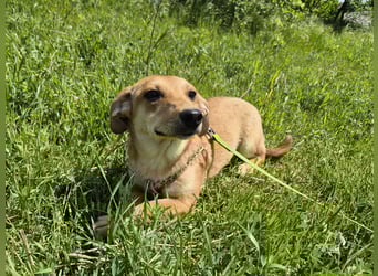 Zarte Amila sucht eine neue Familie