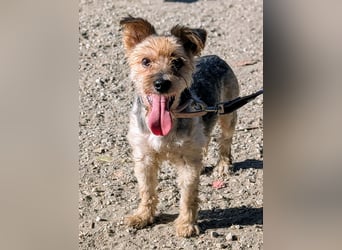 Toby wünscht sich ein Für-Immer-Zuhause