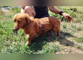 LUCKY, Dackel Mix