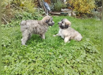 Welpen Hütehund Schäferhund Berger des Pyrenees