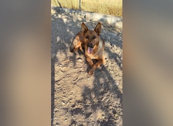 Stella