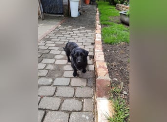 Neila sucht ihr Zuhause