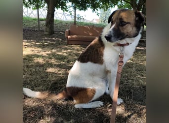 Dolly ein einsamer Schatz