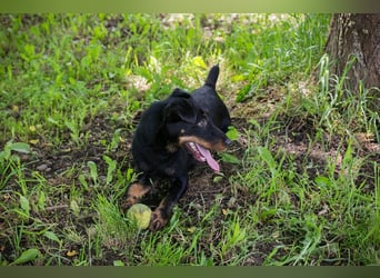 Fiepster: Sucht dringend lievolles Zuhause