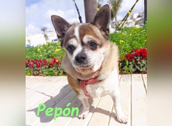 Pepón 01/2016 (ESP) - charmanter, verträglicher und anhänglicher kleiner Chihuahua!