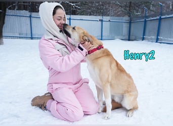 Henry2 06/2020 (RUS) - cleverer und verspielter Husky-Mix sucht sportliche Menschen!