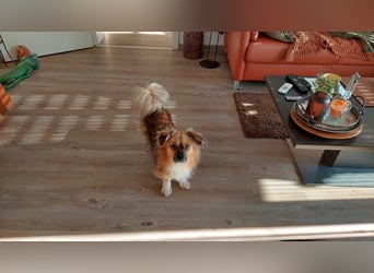 Tommy - kleiner Schatz!