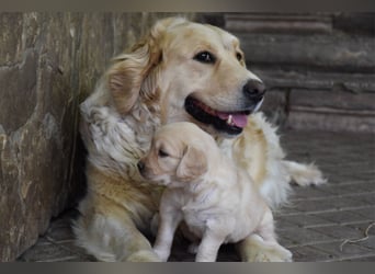 süße reinrassige Goldenretriever Welpen geboren