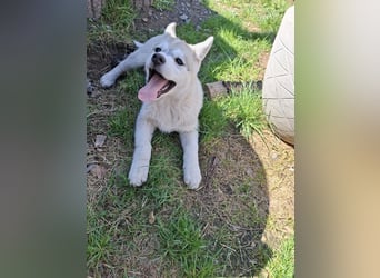 Akita - Husky Welpen
