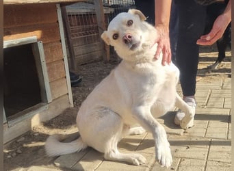 ♥PATSCHI♥ toller Rüde, der Umarmungen und Streicheleinheiten so sehr liebt 54 cm