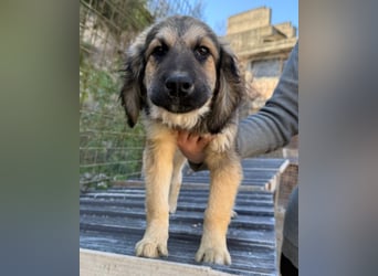 Julio ❤️ sozialer Jungrüde sucht dich!